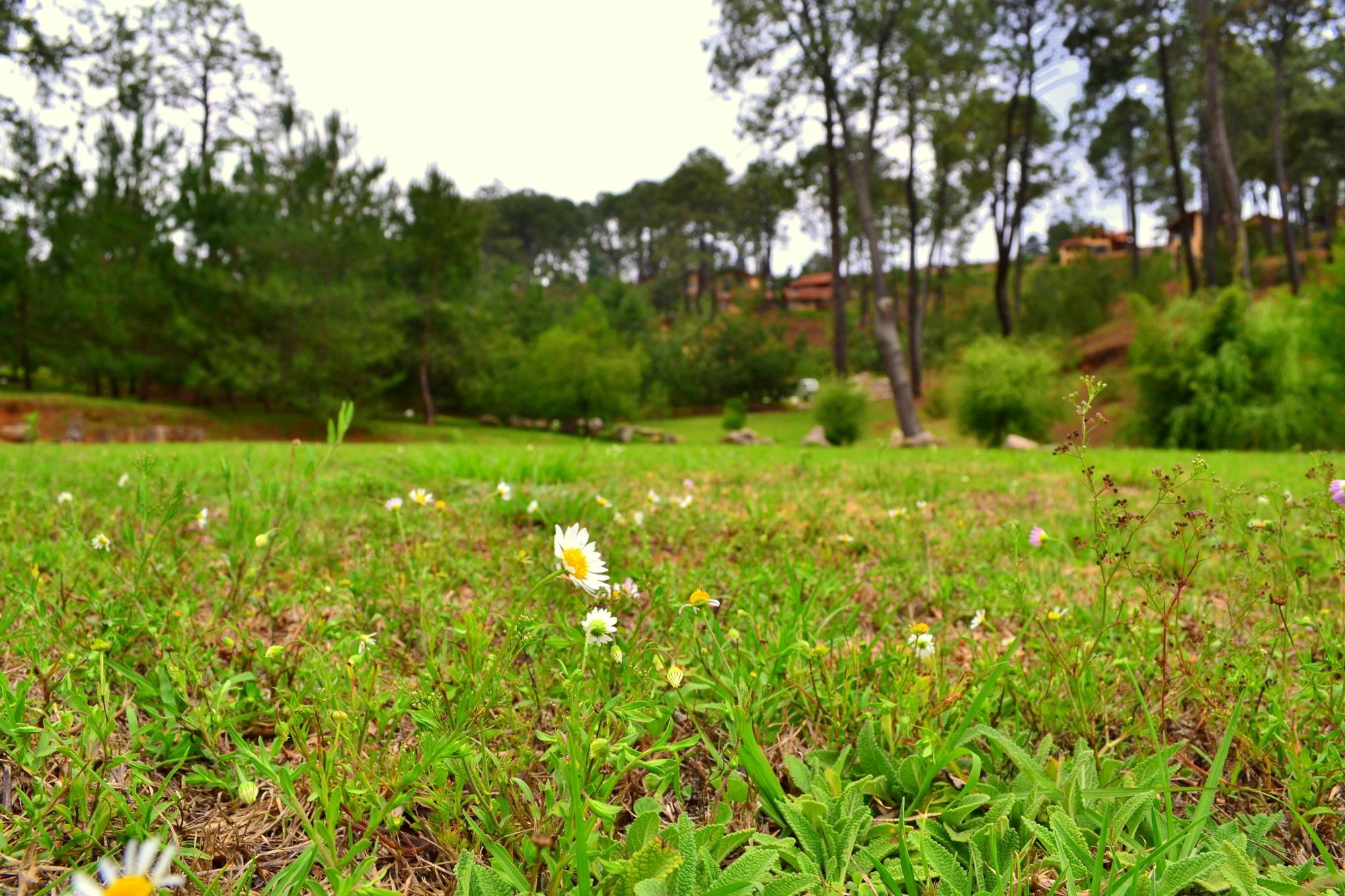Hotel Bosque Escondido Mazamitla Exteriér fotografie